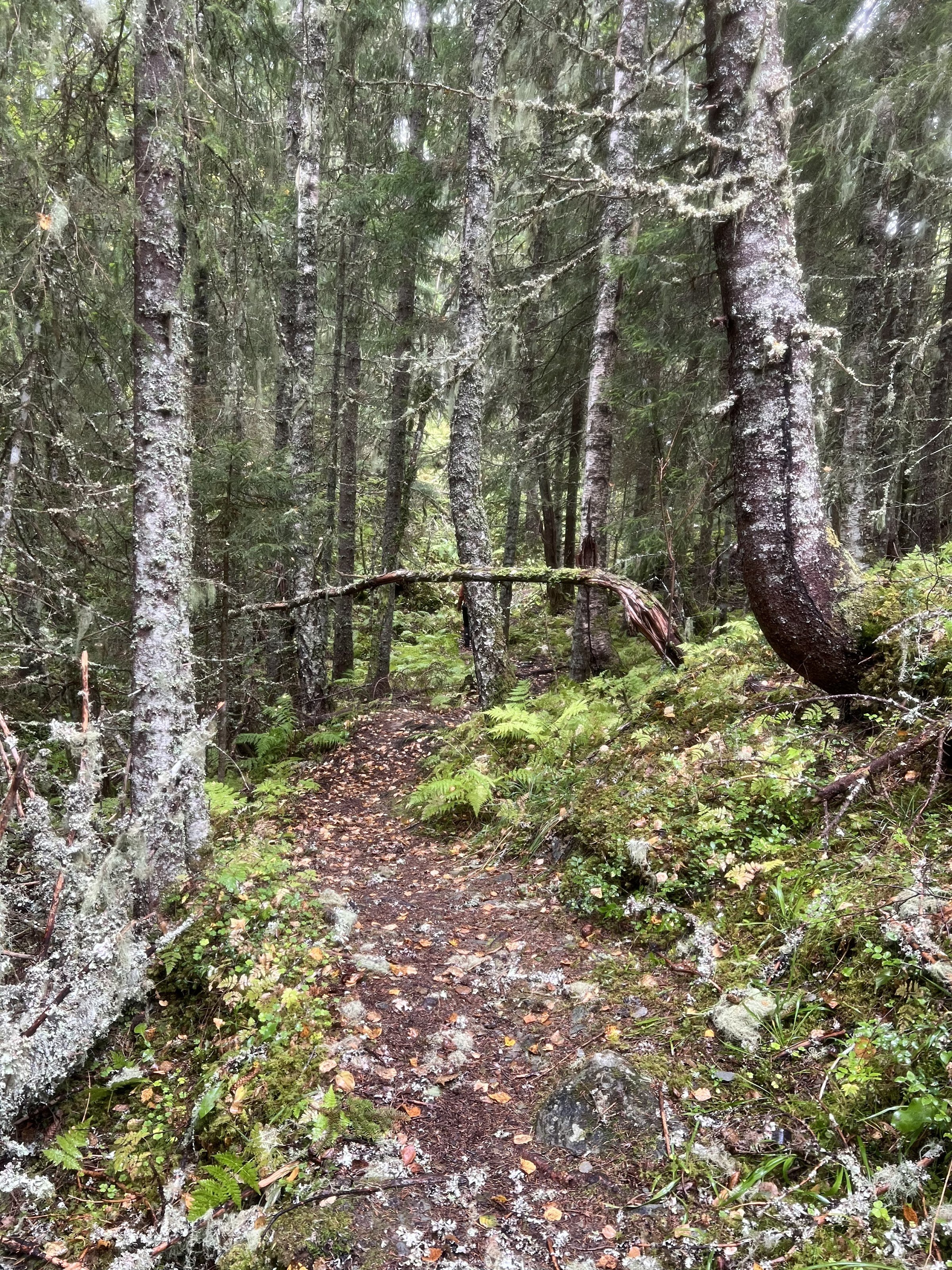 Roaldstein (fangstgroper)